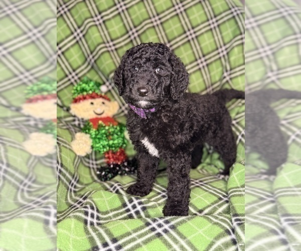 Medium Photo #3 Labradoodle mix (+ Poodle Standard) Puppy For Sale in MOKELUMNE HILL, CA, USA