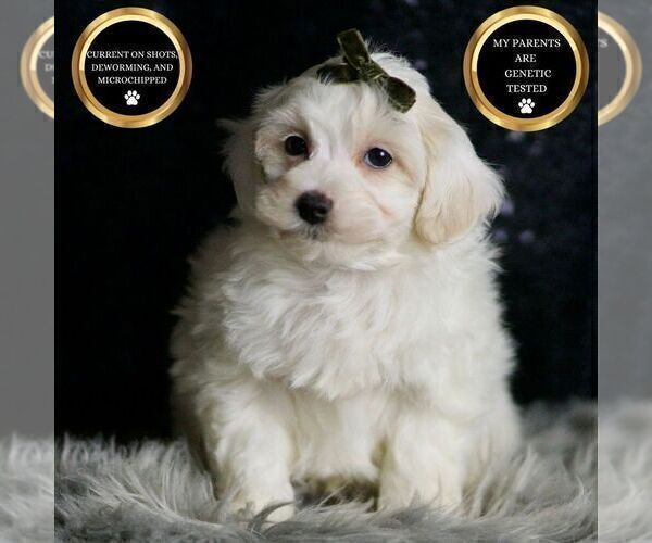 Medium Photo #8 Maltipoo Puppy For Sale in WARSAW, IN, USA
