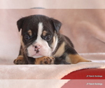 Small #18 Bulldog