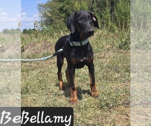 Doberman Pinscher Puppy for sale in POMEROY, OH, USA