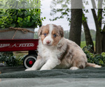 Small #1 Miniature Australian Shepherd