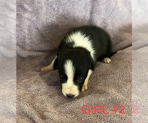 Border Collie Puppy for sale in RAYMOND, NE, USA