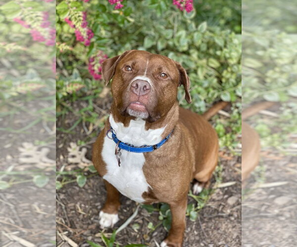 Medium Photo #39 Mutt Puppy For Sale in Mount Laurel, NJ, USA