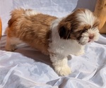 Small #1 Shih Tzu