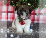 Small Photo #3 Zuchon Puppy For Sale in FREDERICKSBURG, OH, USA