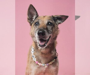 Celia - Located in PA - Female Mutt Dog for Adoption - Photo #3