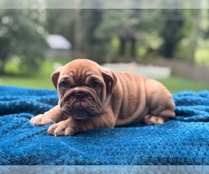 English Bulldog Puppy for sale in POWHATAN, VA, USA