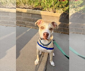 Mutt Dogs for adoption in St. Louis Park, MN, USA