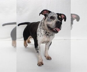 American Pit Bull Terrier Dogs for adoption in Burbank, CA, USA