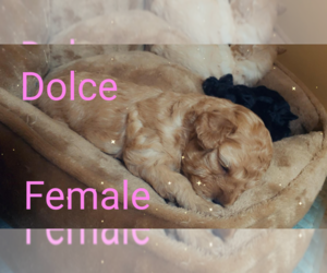 Pom-A-Poo-Shih-Poo Mix Puppy for sale in IRONDEQUOIT, NY, USA