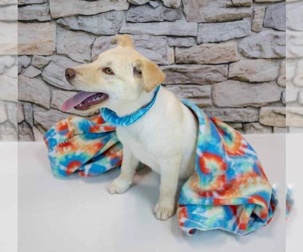 Medium Photo #2 Siberian Husky-Unknown Mix Puppy For Sale in Kennesaw, GA, USA