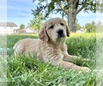 Small Photo #23 Golden Retriever Puppy For Sale in GREENFIELD, IN, USA