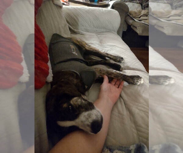 Medium Photo #5 Mutt Puppy For Sale in Evansville, IN, USA