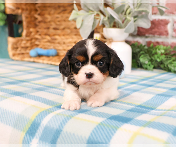 Medium Photo #4 Cavalier King Charles Spaniel Puppy For Sale in SYRACUSE, IN, USA