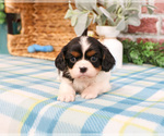Small #3 Cavalier King Charles Spaniel
