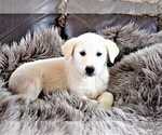 Small Photo #7 Labrador Retriever-Samoyed Mix Puppy For Sale in SUGAR CITY, ID, USA
