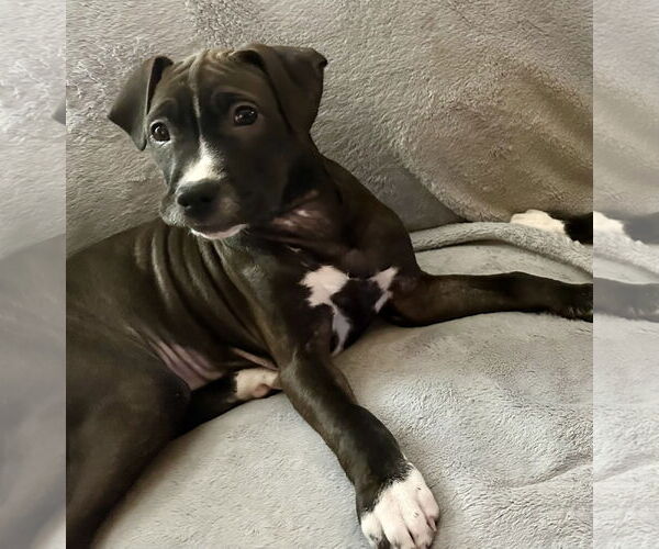 Medium Photo #2 American Pit Bull Terrier-Unknown Mix Puppy For Sale in Hillsboro, MO, USA