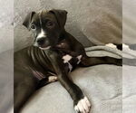 Small #1 American Pit Bull Terrier Mix