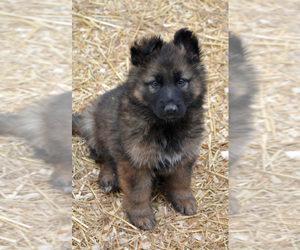German Shepherd Dog Puppy for Sale in NEWVILLE, Pennsylvania USA
