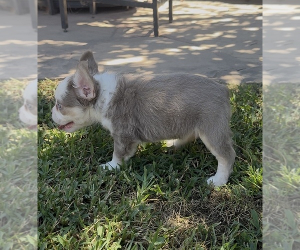 Medium Photo #4 French Bulldog Puppy For Sale in WEST COVINA, CA, USA