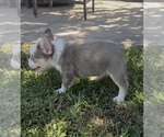 Small #3 French Bulldog