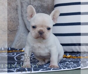 French Bulldog Puppy for sale in NARVON, PA, USA
