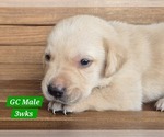 Small #6 Labrador Retriever