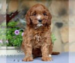 Small #3 Cavapoo