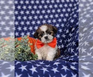 Shih Tzu Puppy for sale in OXFORD, PA, USA