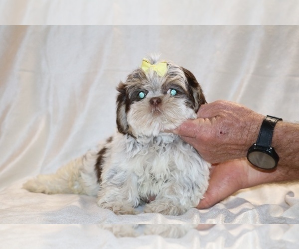 Medium Photo #12 Shih Tzu Puppy For Sale in DYERSBURG, TN, USA
