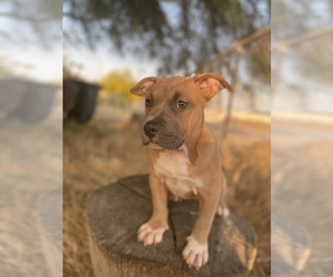 American Bulldog Puppy for sale in ESCONDIDO, CA, USA