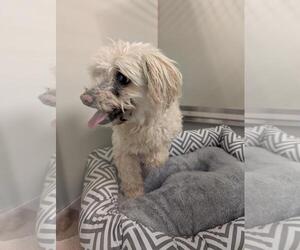 Maltese-Unknown Mix Dogs for adoption in Upland, CA, USA