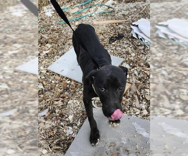 Medium Photo #1 American Staffordshire Terrier-Unknown Mix Puppy For Sale in San Antonio, TX, USA