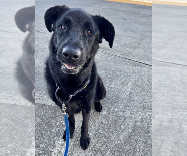 Medium Photo #4 German Shepherd Dog-Unknown Mix Puppy For Sale in Evansville, IN, USA