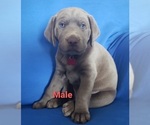 Small Photo #1 Labrador Retriever Puppy For Sale in DIETERICH, IL, USA