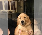 Small Photo #3 Golden Retriever Puppy For Sale in QUEEN CREEK, AZ, USA
