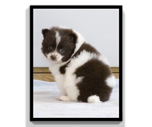 Pomeranian Puppy for sale in CLARE, MI, USA