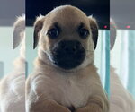 Small #1 Chihuahua Mix