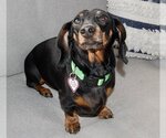 Small Photo #2 Dachshund Puppy For Sale in Shelbyville, TN, USA