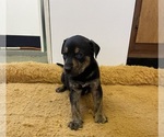 Small Photo #21 Doberman Pinscher-Greyhound Mix Puppy For Sale in CANAL WINCHESTER, OH, USA