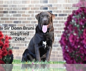 Father of the Labrador Retriever puppies born on 02/14/2026