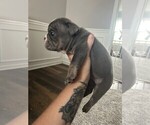 Puppy Little Mr Roo English Bulldog