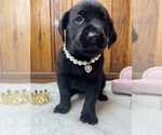 Small #1 Labrador Retriever