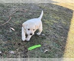 Small #5 Labrador Retriever