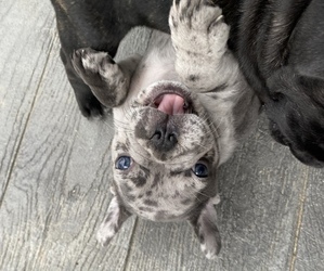 French Bulldog Puppy for sale in BIRCH RUN, MI, USA