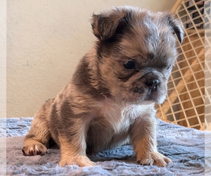 English Bulldog Puppy for sale in LANCASTER, CA, USA