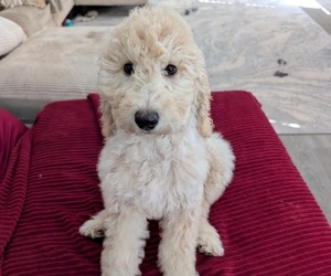 Goldendoodle Puppy for sale in OKLAHOMA CITY, OK, USA
