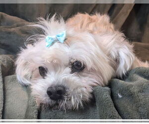 Maltese Dogs for adoption in Bon Carbo, CO, USA