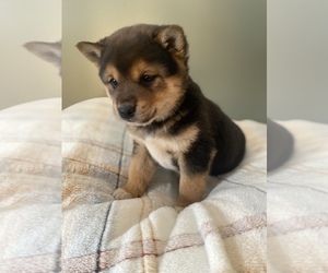 Shiba Inu Puppy for sale in MONETT, MO, USA