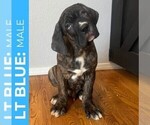 Puppy light blue Cane Corso